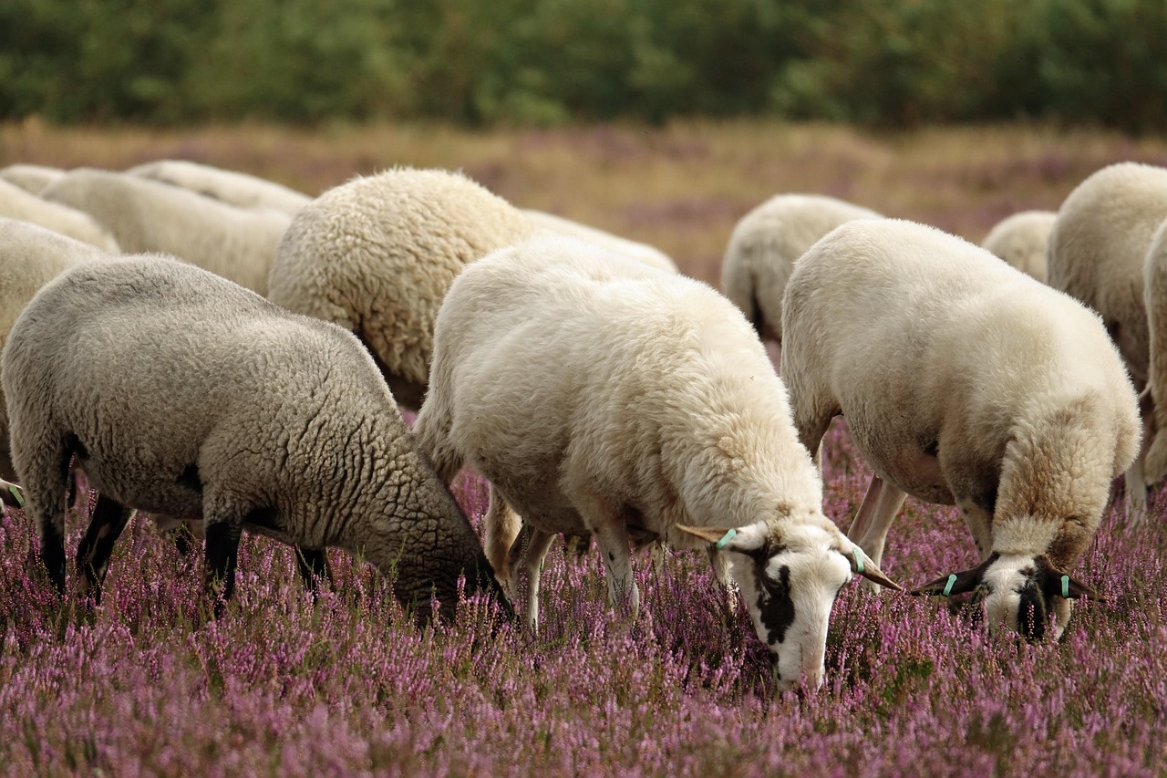 Heather in Bloom: Why Late Summer Is the Moor's Finest Hour