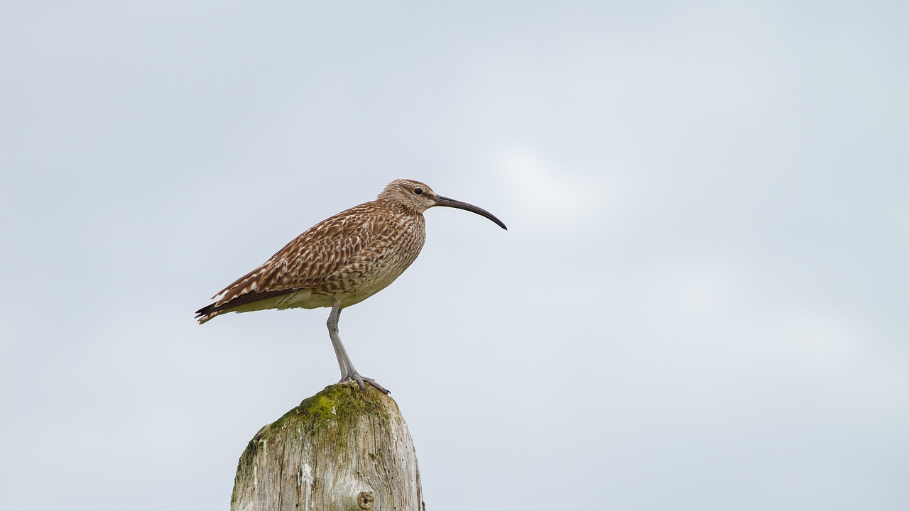 Wildlife of the High Moor: What You Might See and How to Watch Well